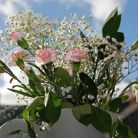 Springdale ハロゲート