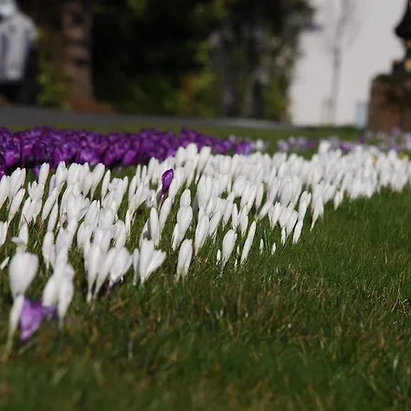 Affittacamere Springdale 3*